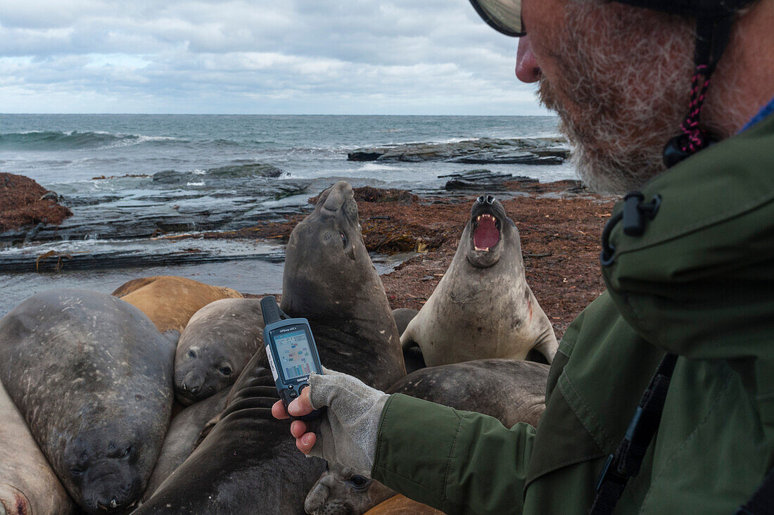 Ein Biologe markiert die GPS-Position der Südlichen Seeelefanten, Mirounga leonina, mit einem Geotag. Seelöweninsel, Falklandinseln.
