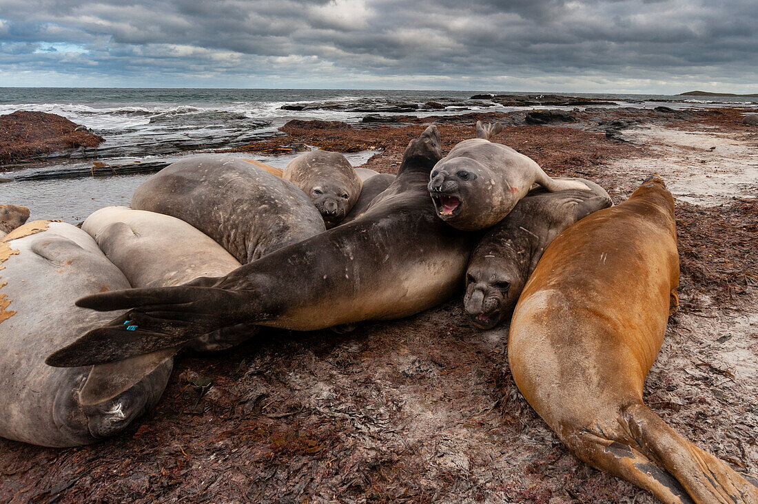 Southern elephant seals, Mirounga leonina, resting on a beach. Sea Lion Island, Falkland Islands