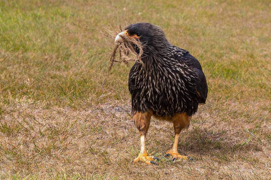 Ein gestreifter Karakara, Phalcoboenus australis, sammelt Seile von einer Türmatte, um sein Nest zu bauen. Seelöweninsel, Falklandinseln