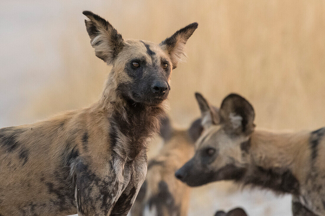 Porträt eines Afrikanischen Wildhundes, Lycaon pictus. Savuti, Chobe-Nationalpark, Botsuana