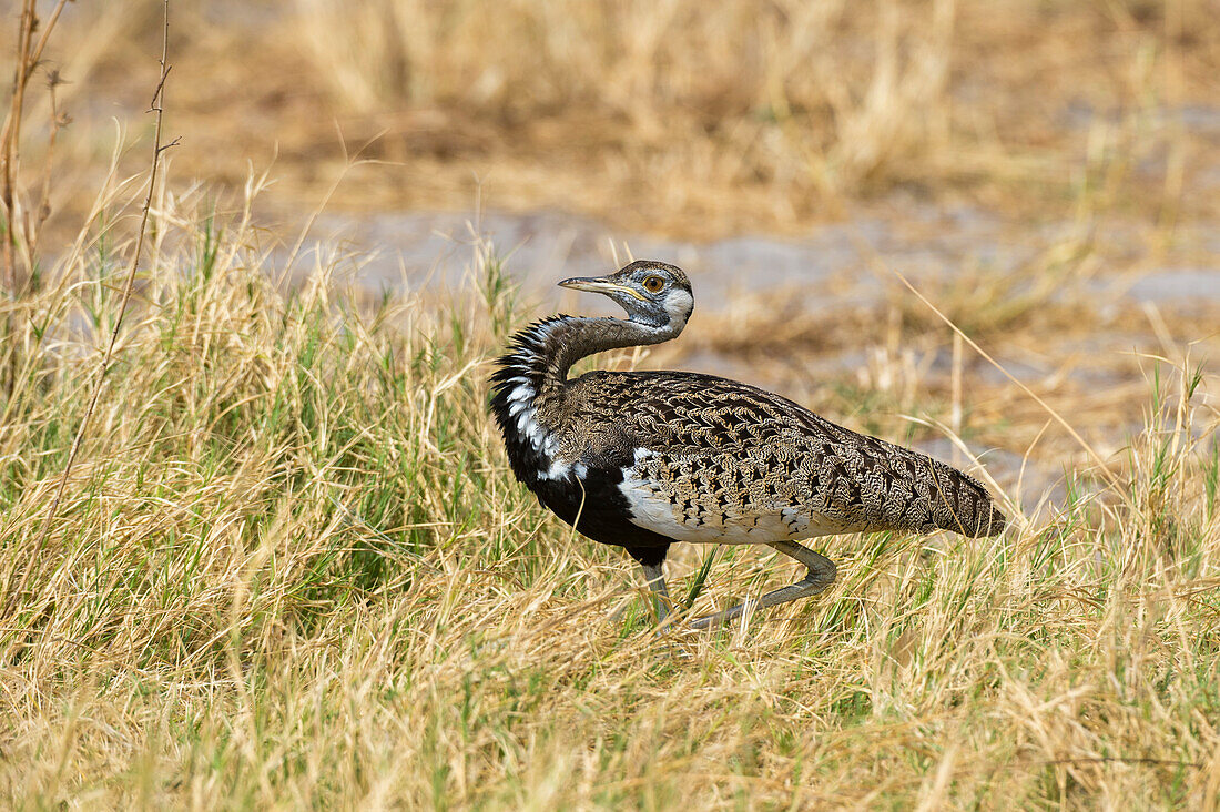 Black-bellied bustard, Lissotis melanogaster, male in courtship display. Savuti, Chobe National Park, Botswana