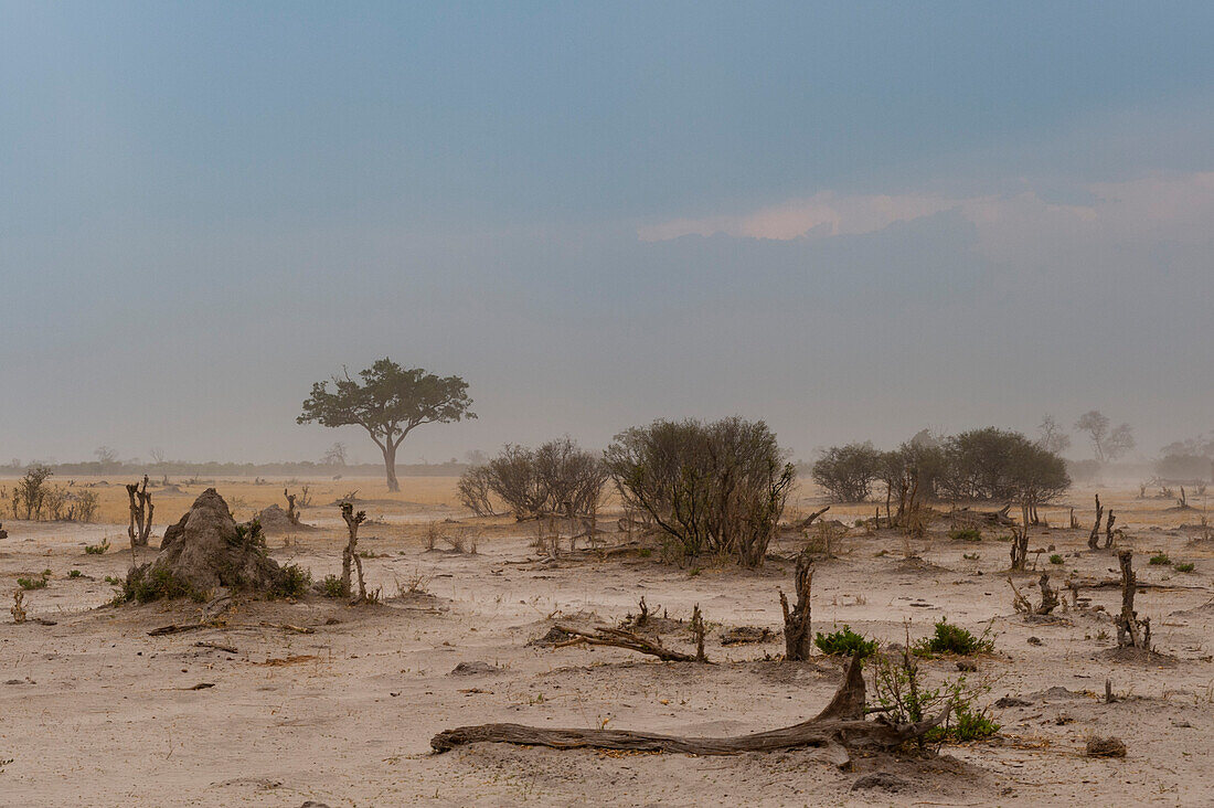 Ein Sandsturm im Anmarsch. Savuti, Chobe-Nationalpark, Botsuana