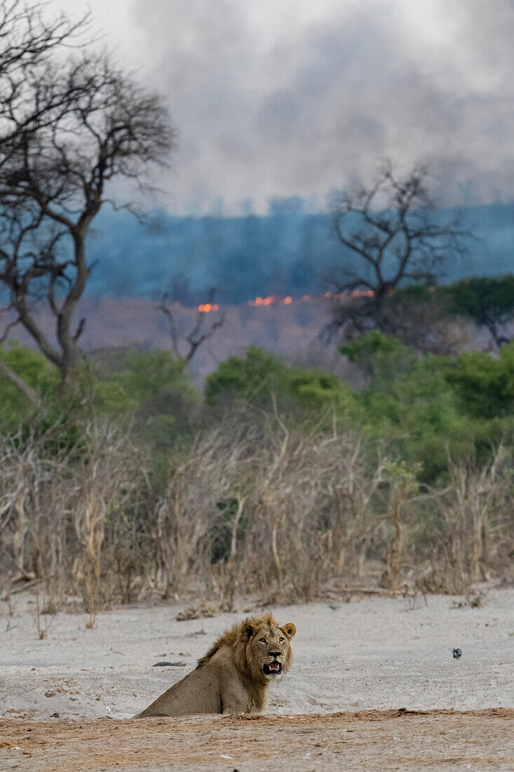 Ein männlicher Löwe, Panthera leo, mit einem Buschfeuer auf den Hügeln, die das Savuti-Sumpfgebiet umgeben, im Hintergrund. Savuti, Chobe-Nationalpark, Botsuana