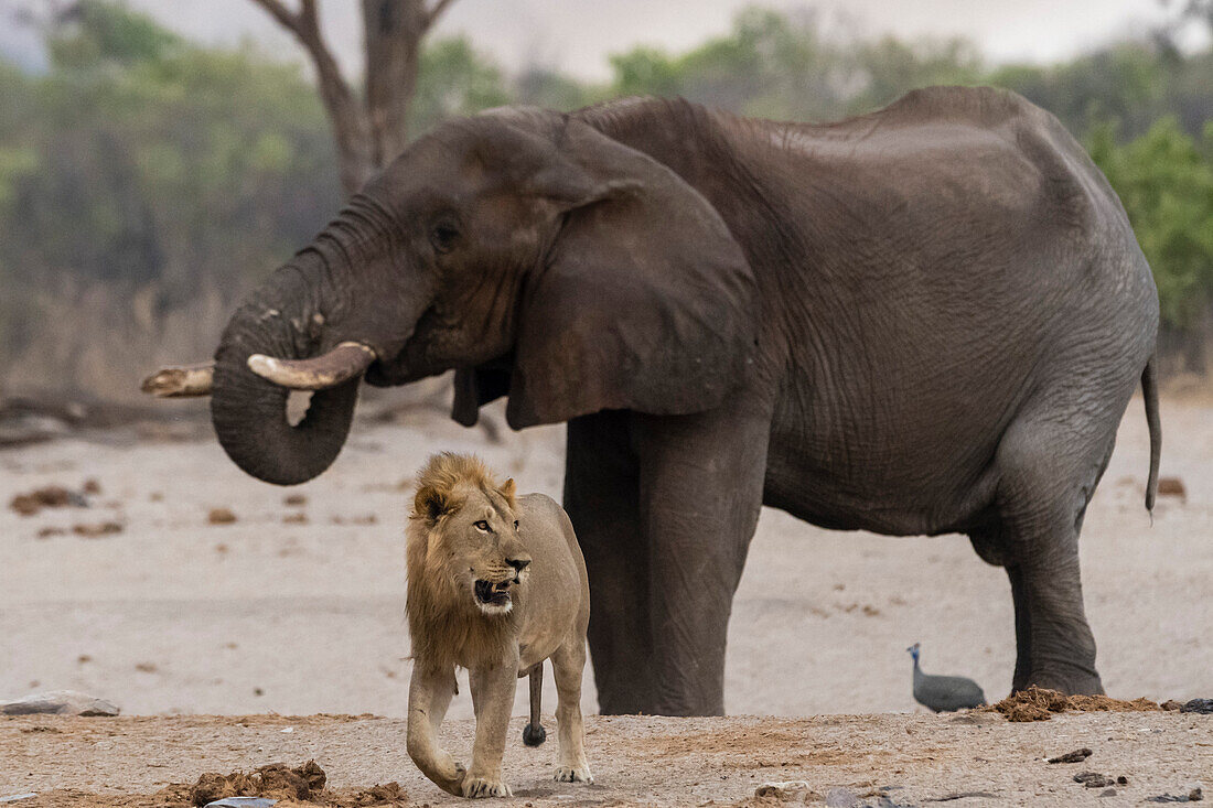 Ein männlicher Löwe, Panthera leo, entfernt sich von einem afrikanischen Elefanten, Loxodonta africana, der am Wasserloch trinkt. Savuti, Chobe-Nationalpark, Botsuana