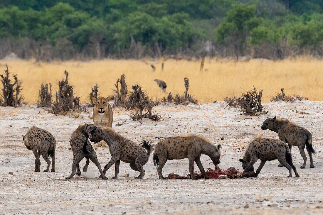 Hyänen, Crocuta crocuta, mit einem Kadaver, der von einer Löwin, Panthera leo, gestohlen wurde. Savuti, Chobe-Nationalpark, Botsuana