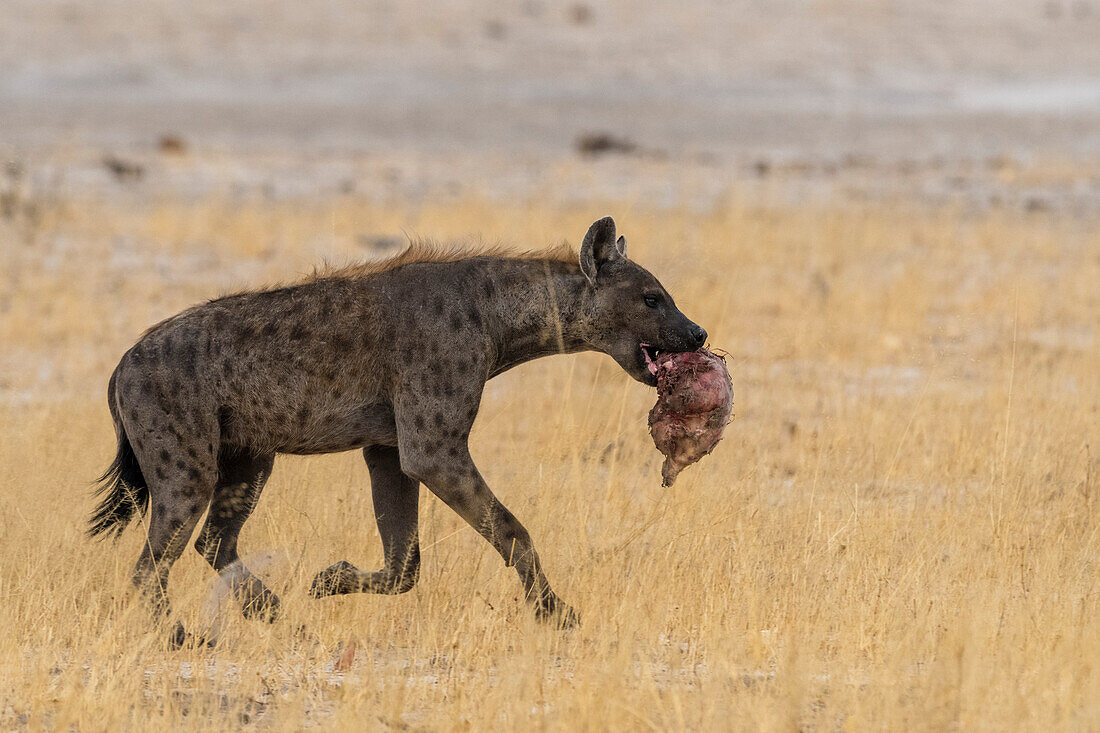 A spotted hyena, Crocuta crocuta, with a piece of a carcass. Savuti, Chobe National Park, Botswana