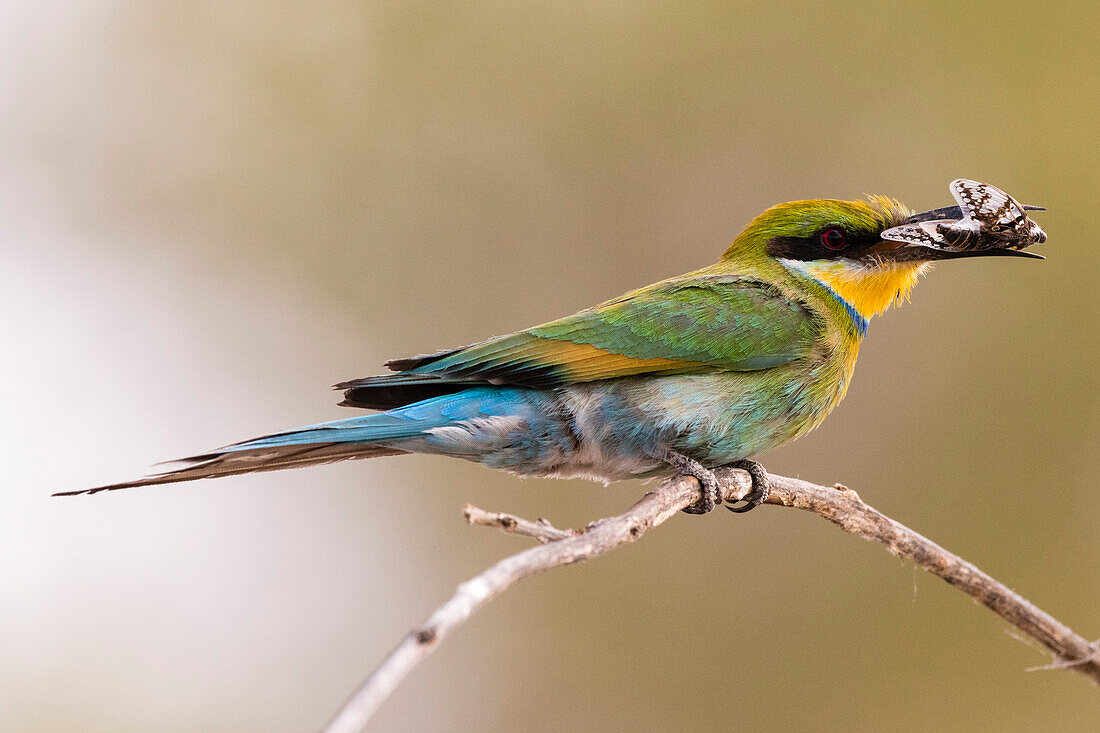 A little bee-eater, Merops pusillus, holding a cicada in its beak. Savuti, Chobe National Park, Botswana