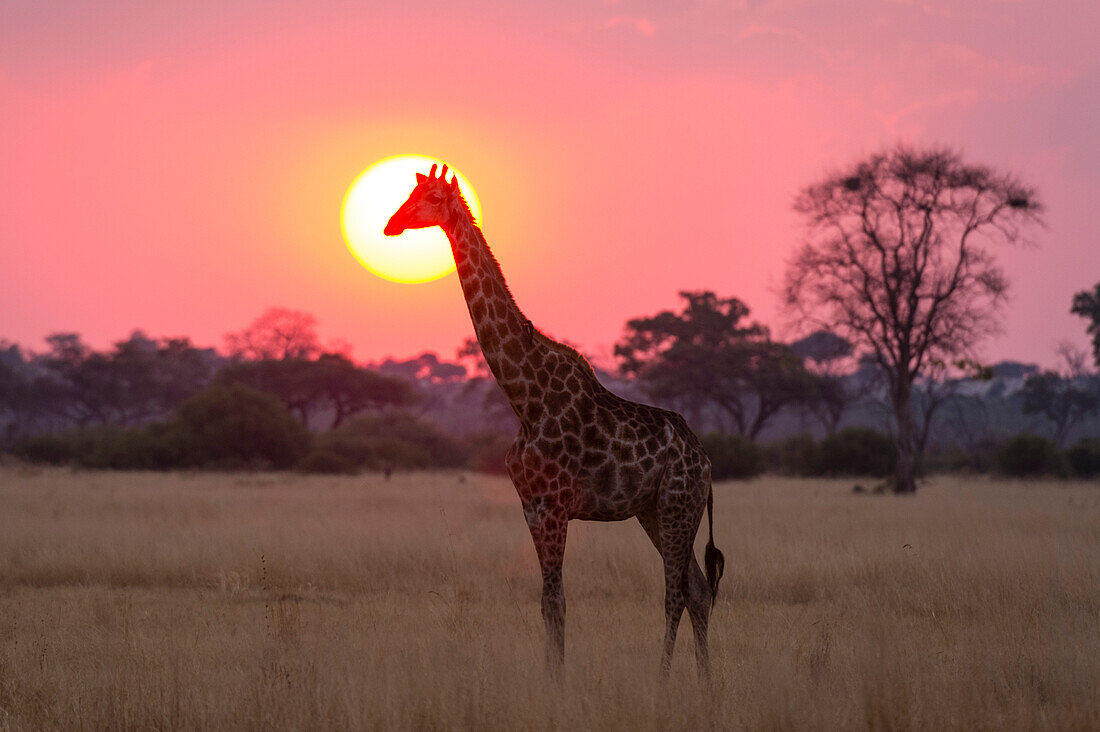 A giraffe, Giraffa camelopardalis, Savuti, at sunset.
