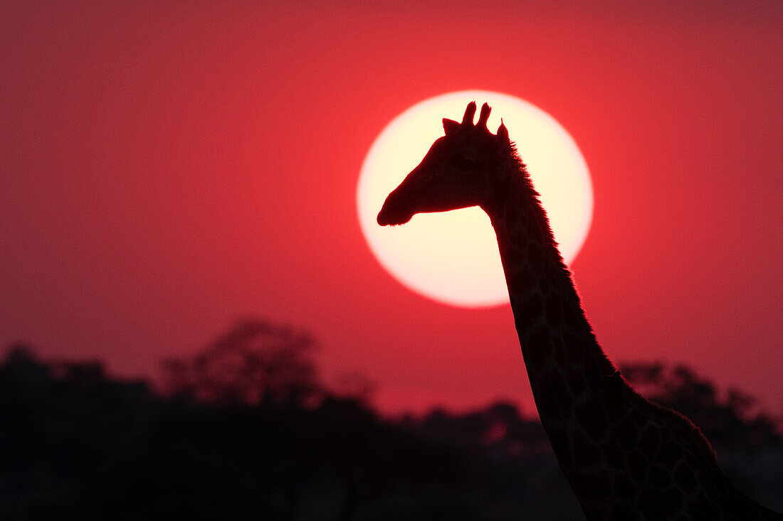 Eine Giraffe, Giraffa camelopardalis, bei Sonnenuntergang. Savuti, Chobe-Nationalpark, Botsuana
