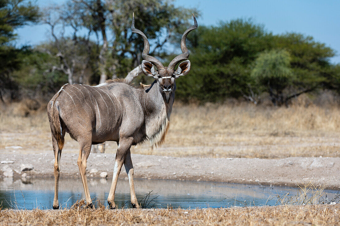 Ein männlicher Großer Kudu, Tragelaphus strepsiceros, am Wasserloch. Kalahari, Botsuana