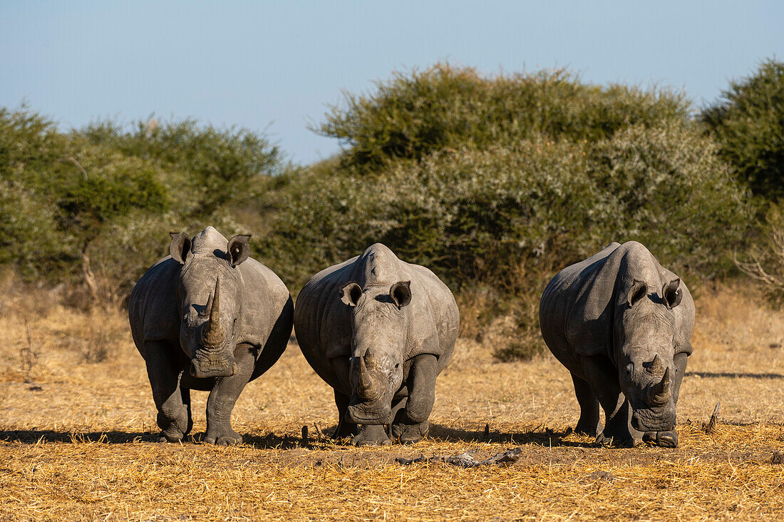 Thee white rhinoceroses, Ceratotherium simum, walking towards the camera. Kalahari, Botswana