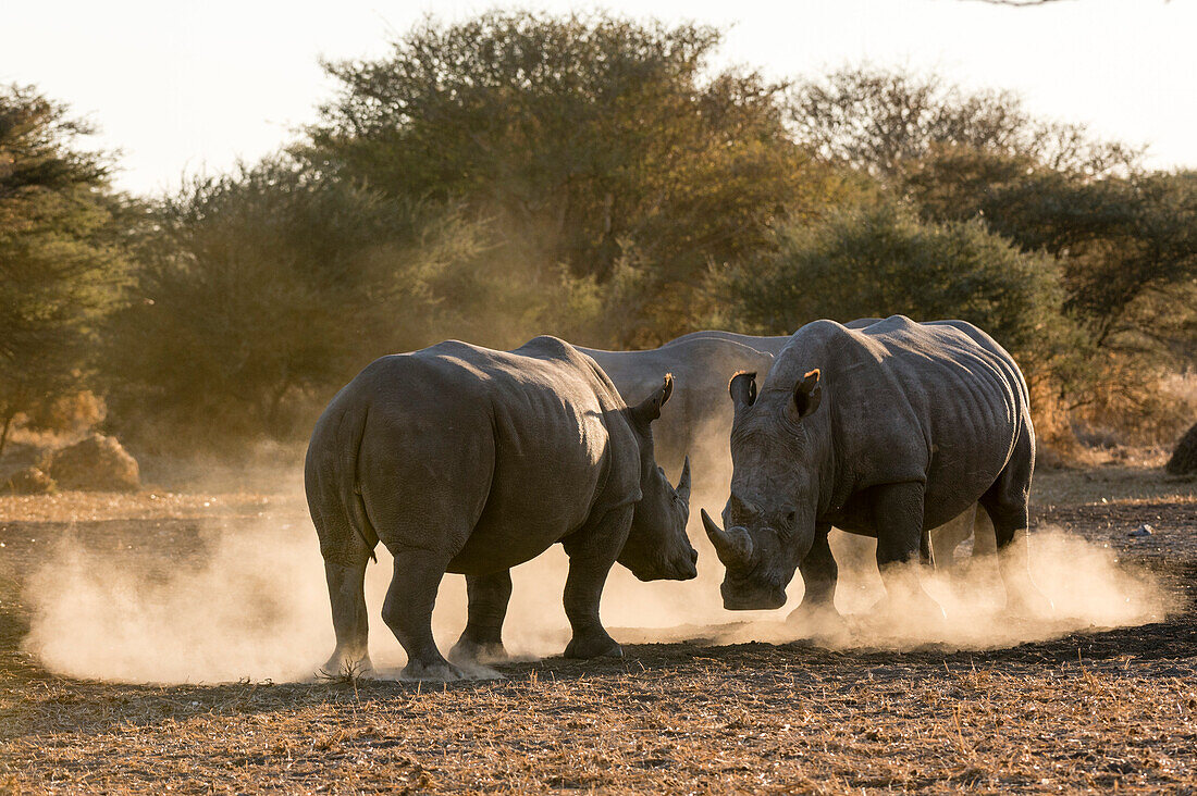 Zwei Breitmaulnashörner, Ceratotherium simum, kämpfen in einer Staubwolke bei Sonnenuntergang. Kalahari, Botsuana