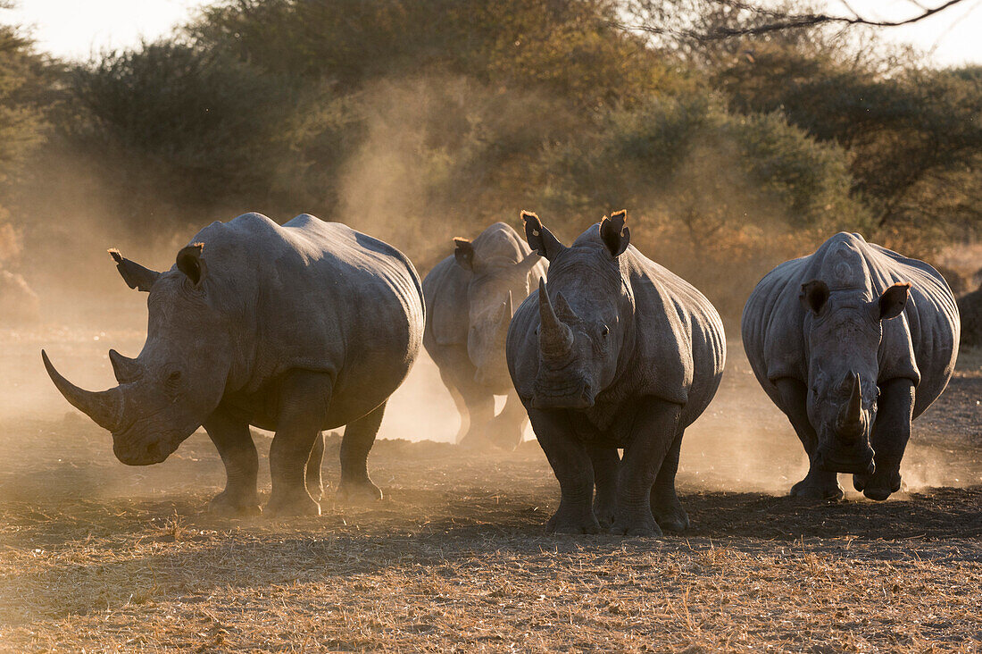 Four white rhinoceroses, Ceratotherium simum, walking in the dust at sunset. Kalahari, Botswana