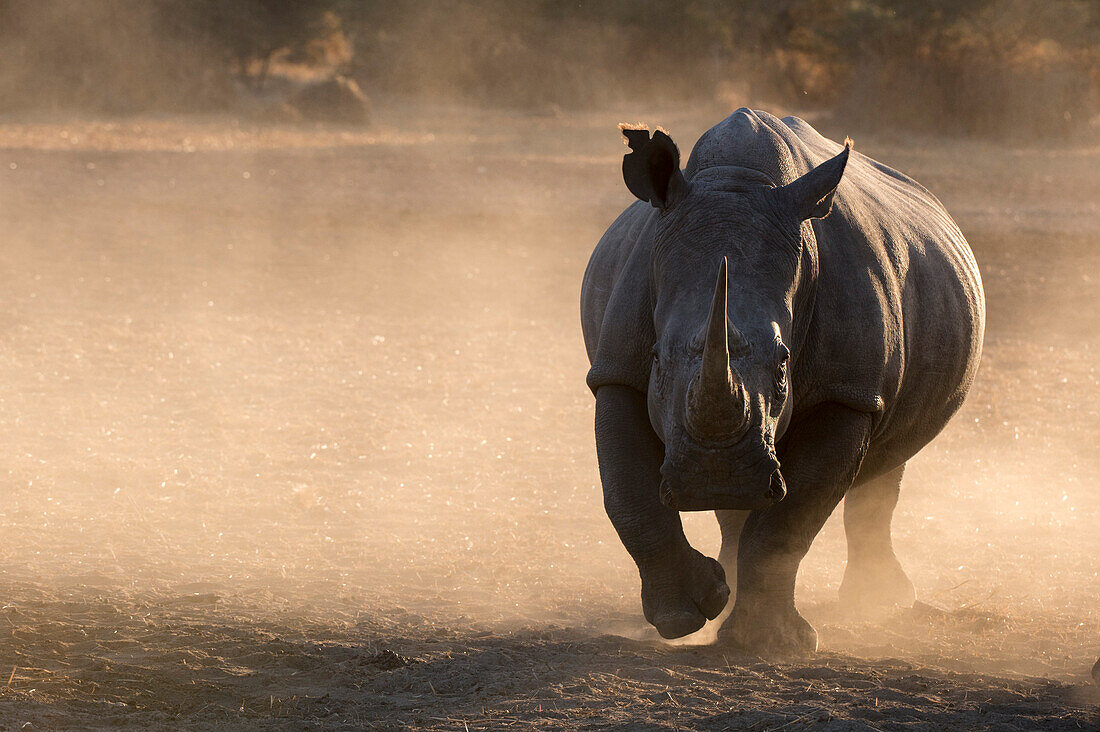 Ein Breitmaulnashorn, Ceratotherium simum, läuft bei Sonnenuntergang in einer Staubwolke auf die Kamera zu. Kalahari, Botsuana