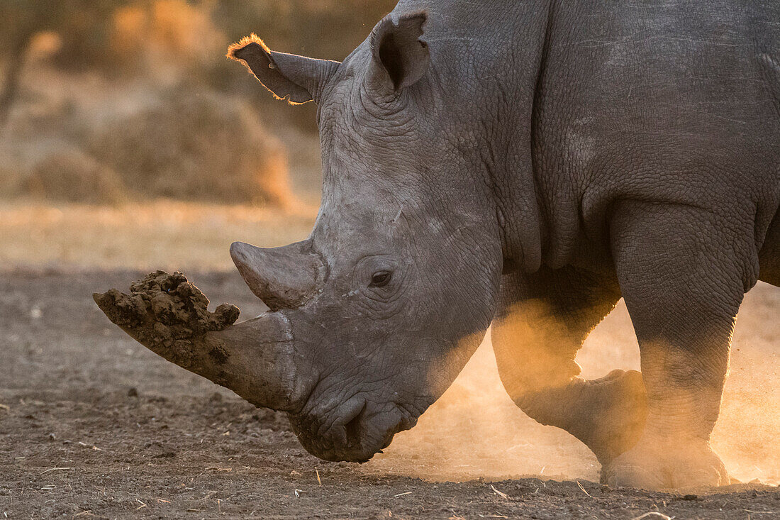 A white rhinoceros, Ceratotherium simum, walking in a cloud of dust at sunset. Kalahari, Botswana
