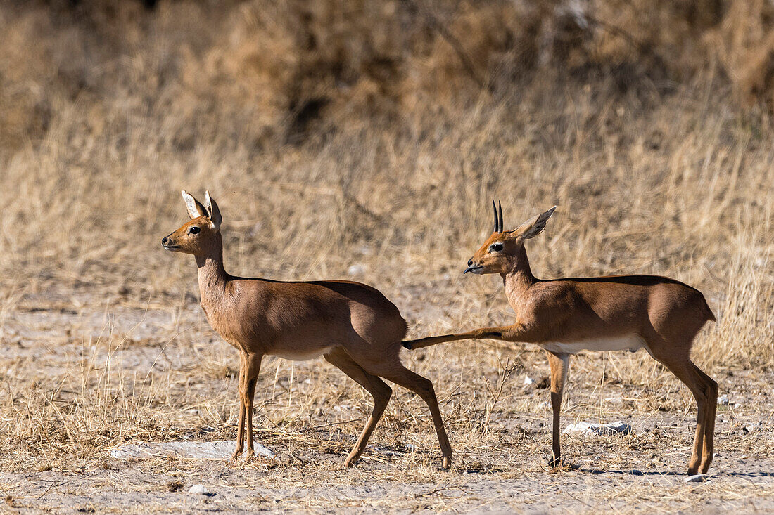 Ein Paar Steinböcke, Raphicerus campestris. Kalahari, Botsuana