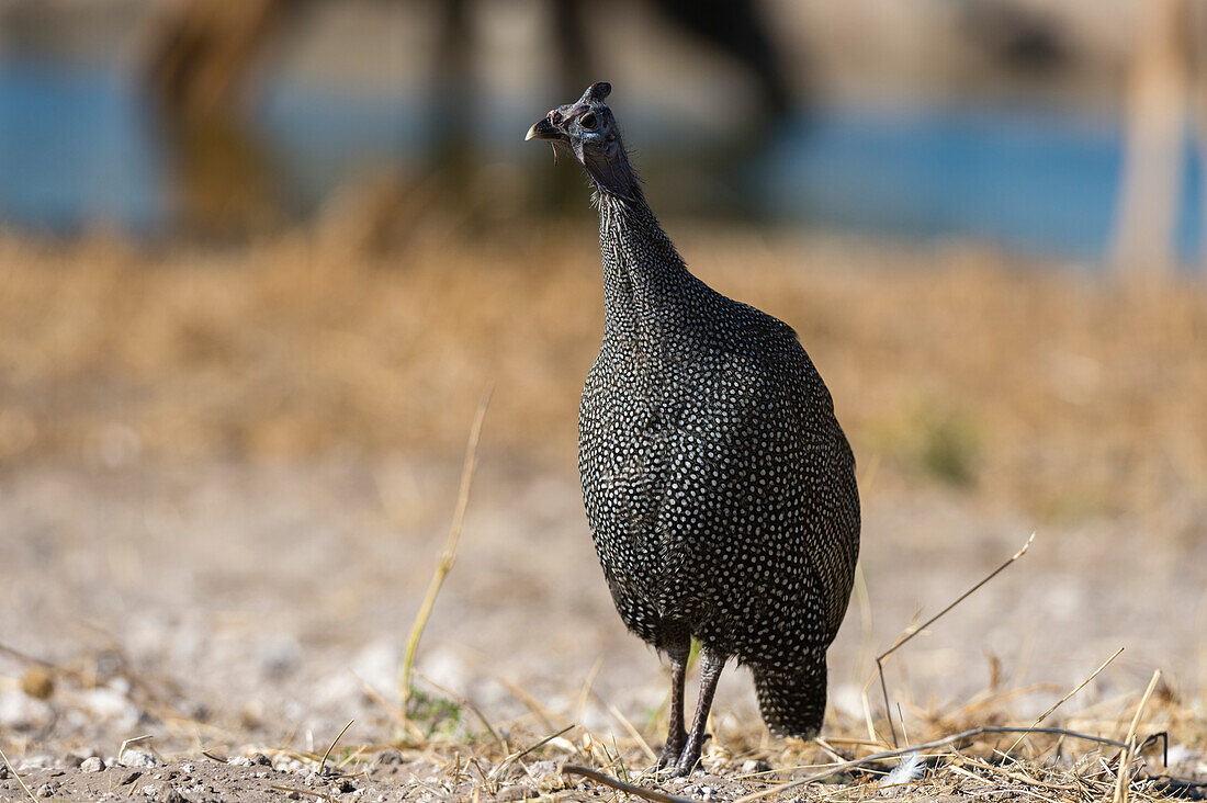 An helmeted guineafowl, Numida meleagris. Kalahari, Botswana