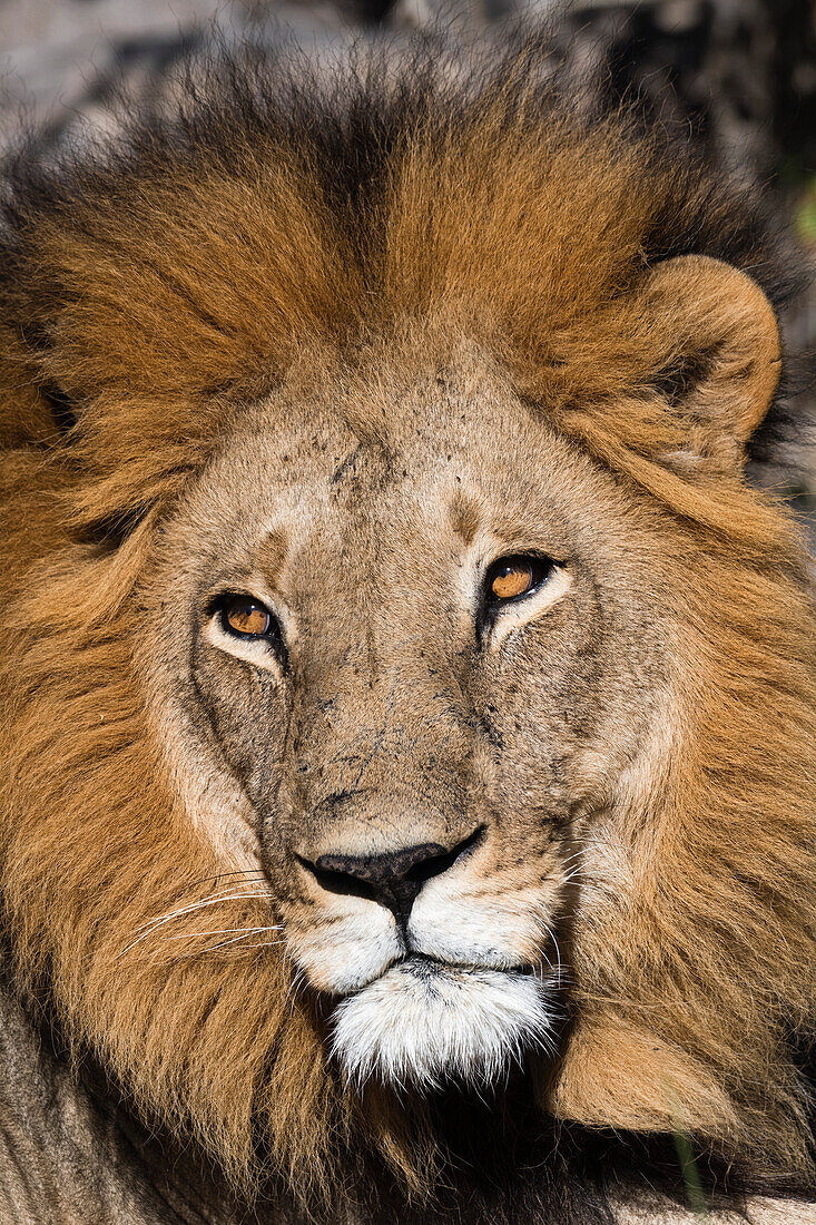 Close up portrit of a male lion, Panthera leo. Moremi Game Reserve, Okavango Delta, Botswana