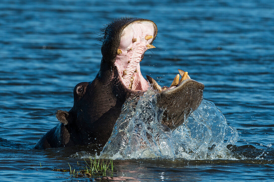 Flusspferd, Hippopotamus amphibius, Bedrohungsanzeige. Khwai-Konzession, Okavango-Delta, Botsuana