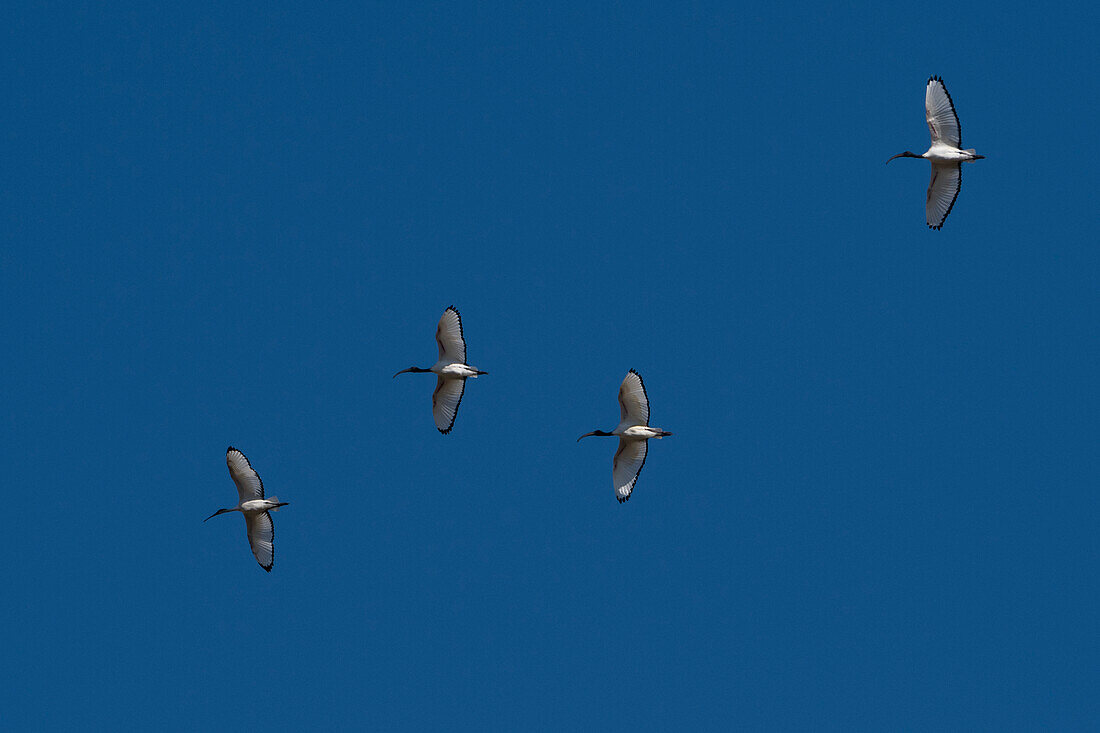 Heiliger Ibis, Threskiornis aethiopicus, im Flug. Khwai-Konzession, Okavango-Delta, Botsuana