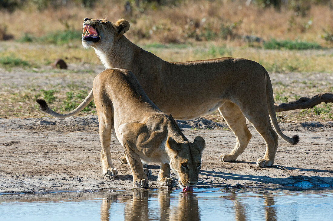 Zwei Löwinnen, Panthera leo, am Wasserloch. Savuti, Chobe-Nationalpark, Botsuana