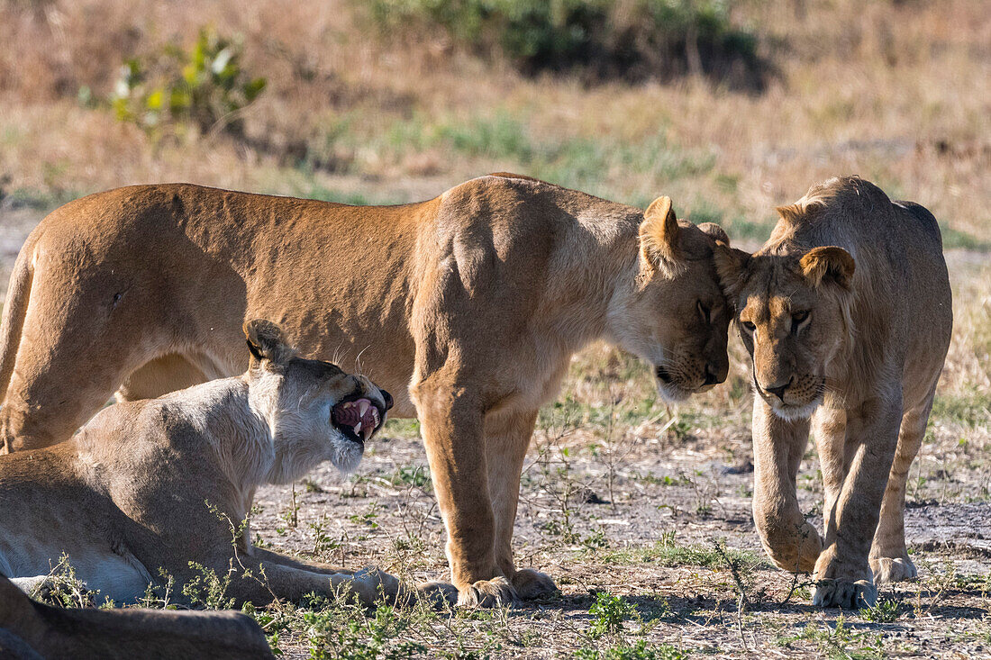 Löwen, Panthera leo, bei der Begrüßung. Savuti, Chobe-Nationalpark, Botsuana