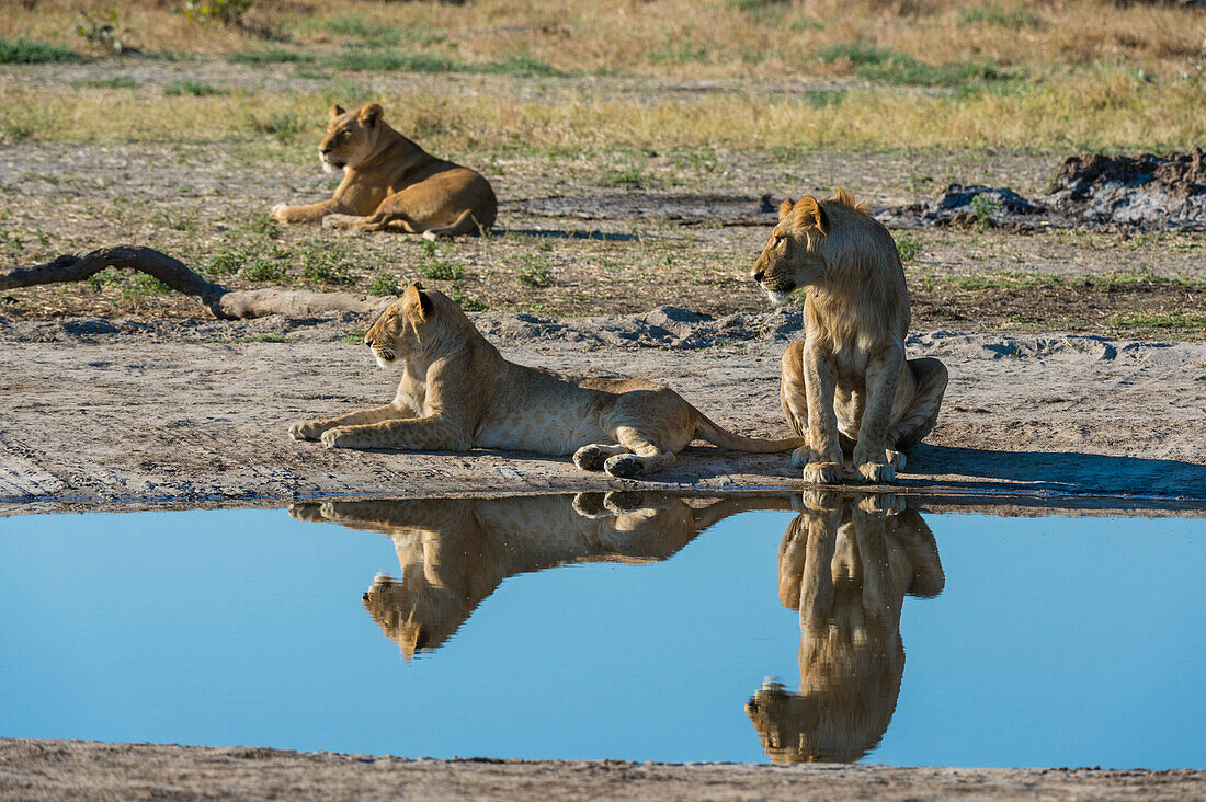 Drei Löwinnen, Panthera leo, am Wasserloch. Savuti, Chobe-Nationalpark, Botsuana