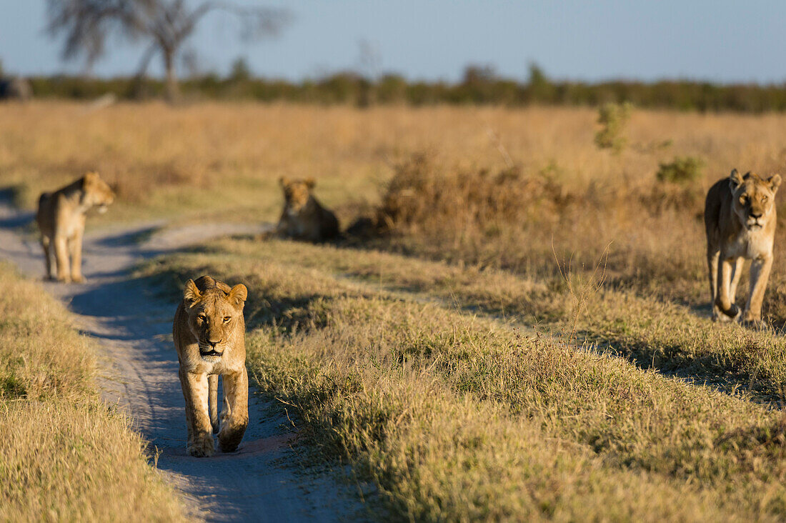 Löwen, Panthera leo, vom Marsh Pride, auf der Suche nach Nahrung. Savuti, Chobe-Nationalpark, Botsuana