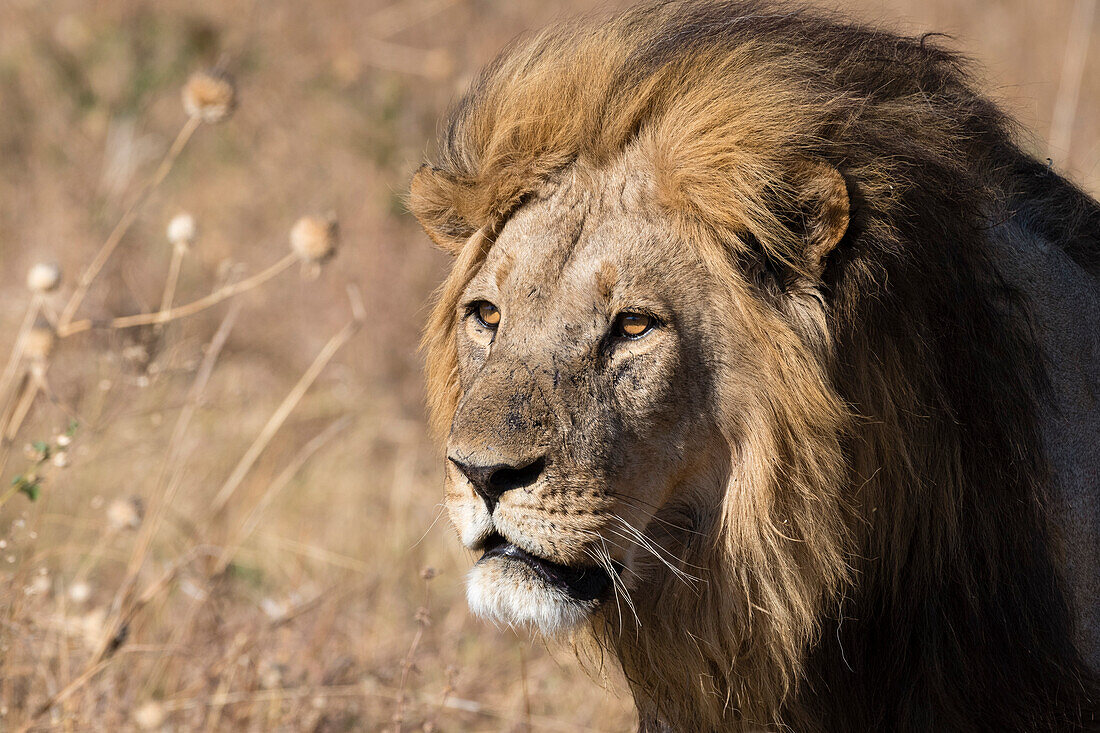 Porträt eines erwachsenen dominanten männlichen Löwen, Panthera leo, aus dem Marsh Pride. Savuti, Chobe-Nationalpark, Botsuana