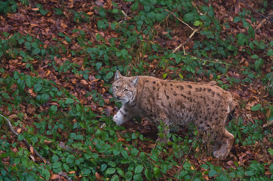 Porträt eines europäischen Luchses, Lynx lynx, beim Wandern. Nationalpark Bayerischer Wald, Bayern, Deutschland.