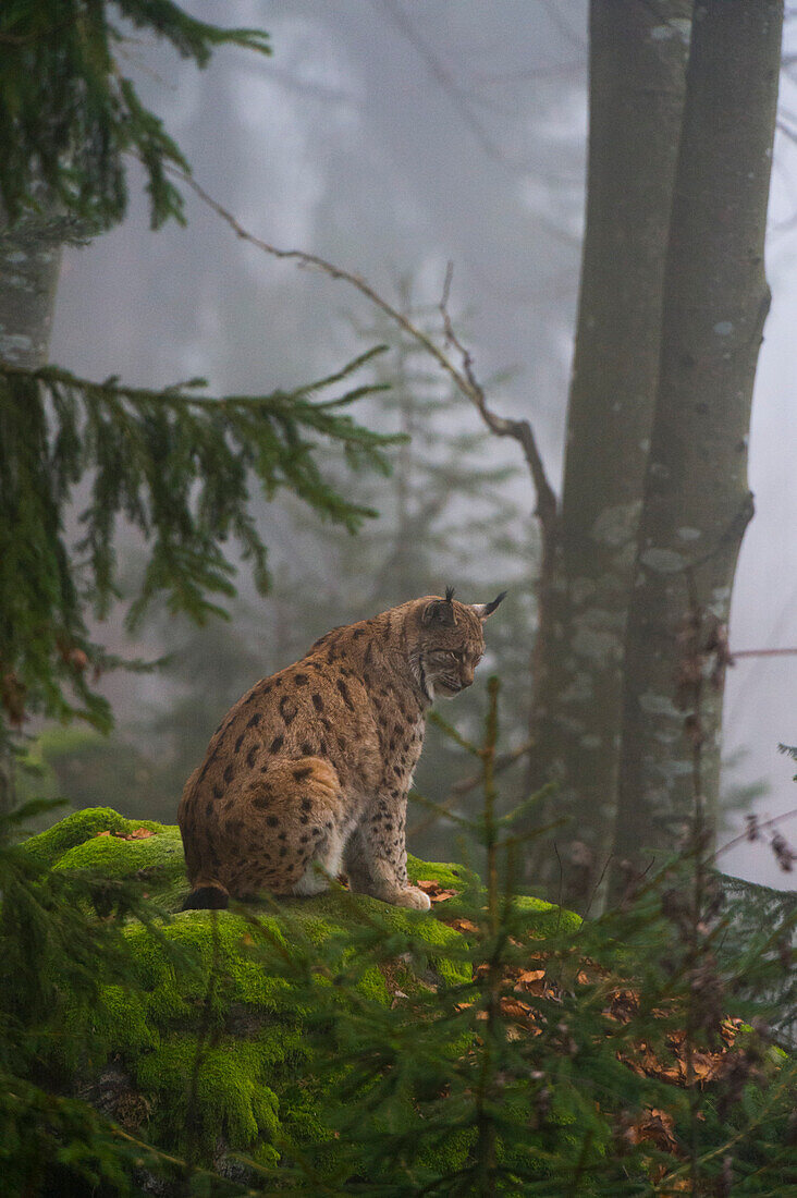 Ein Europäischer Luchs, Lynx lynx, sitzt auf einem moosbedeckten Felsblock in einem nebligen Wald. Nationalpark Bayerischer Wald, Bayern, Deutschland.