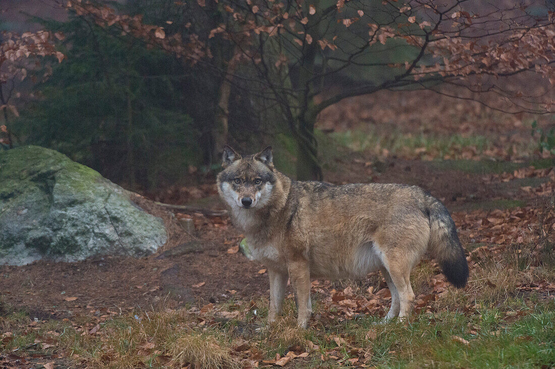 Ein grauer Wolf, Canis lupus, im Nebel. Der Nationalpark Bayerischer Wald verfügt über ein 200 ha großes Gebiet mit riesigen Wildgehegen, in denen einige scheue Tiere wie Wolf und Luchs in freier Wildbahn nur schwer zu finden sind.