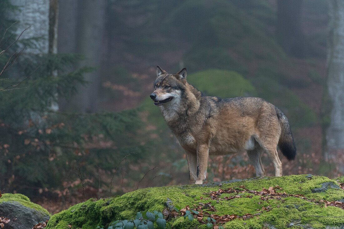 Porträt eines grauen Wolfs, Canis lupus, auf einem moosbewachsenen Felsen in einem nebligen Wald. Nationalpark Bayerischer Wald, Bayern, Deutschland.