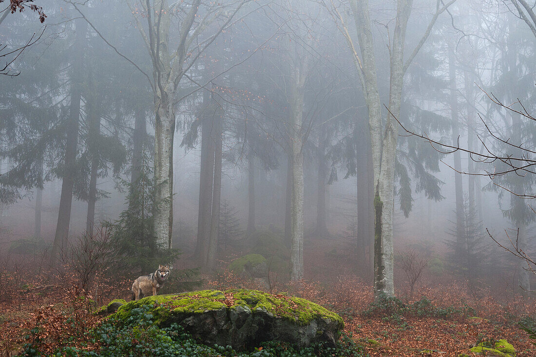 A gray wolf, Canis lupus, in the mist. Bayerischer Wald National Park has a 200ha area with huge wildlife enclosures with some shy animals like wolf and lynx difficult to find in the wild.