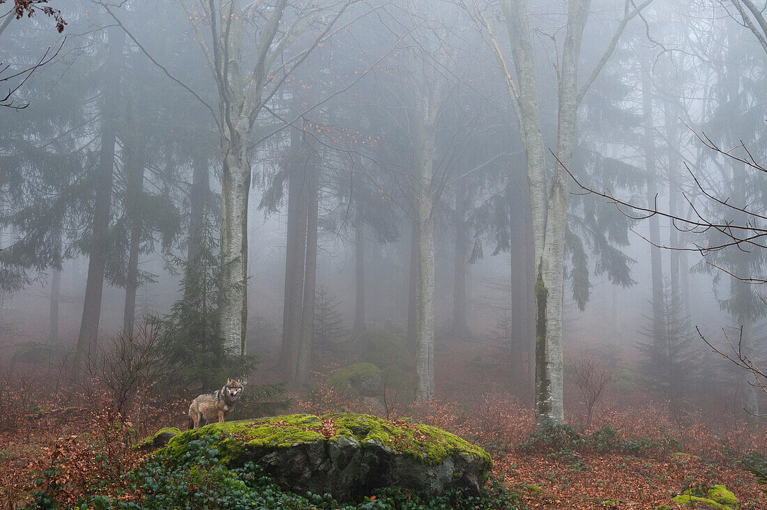 Ein grauer Wolf, Canis lupus, im Nebel. Der Nationalpark Bayerischer Wald umfasst ein 200 ha großes Gebiet mit riesigen Wildgehegen, in denen einige scheue Tiere wie Wölfe und Luchse leben, die in der freien Natur nur schwer zu finden sind.