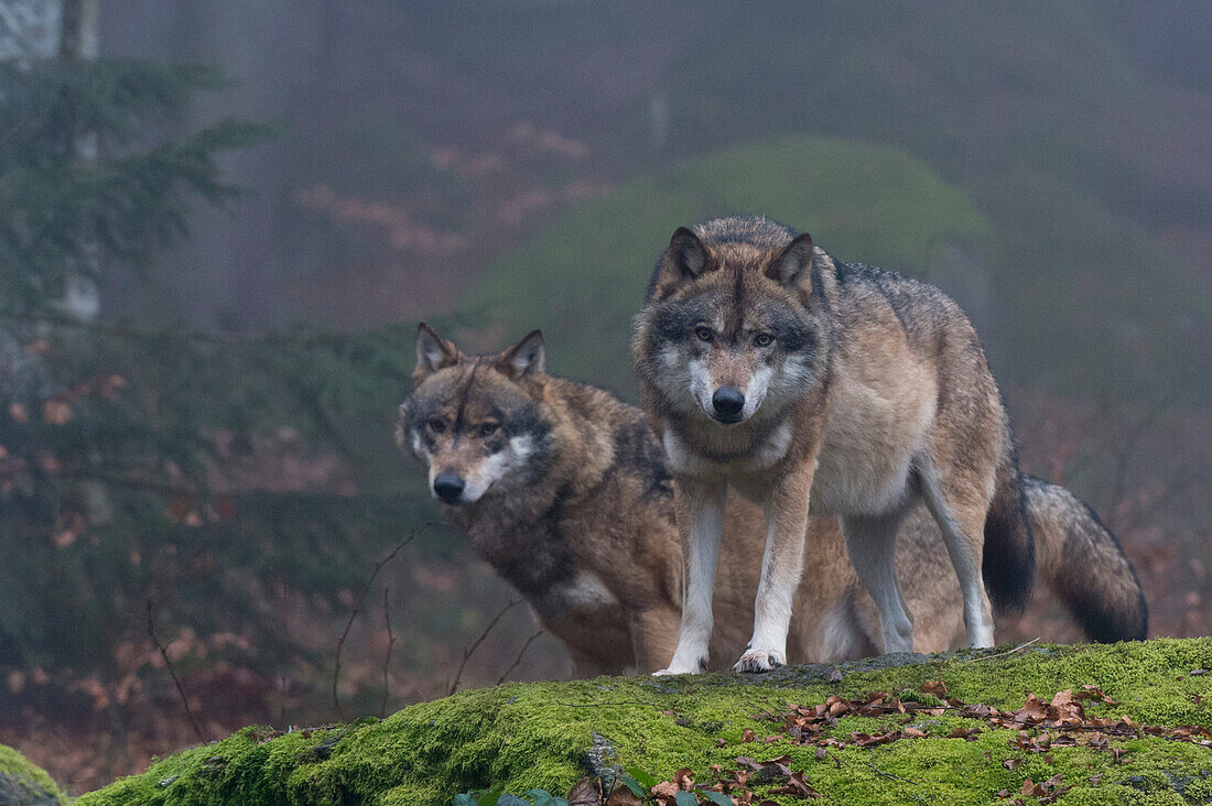 Zwei graue Wölfe, Canis lupus, auf einem moosbewachsenen Felsbrocken in einem nebligen Wald. Nationalpark Bayerischer Wald, Bayern, Deutschland.