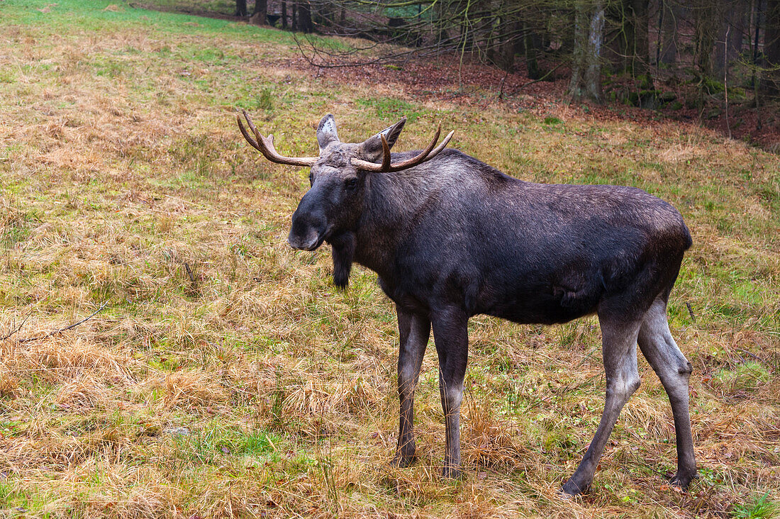 An Eurasian elk, Alces alces, standing. Captive.