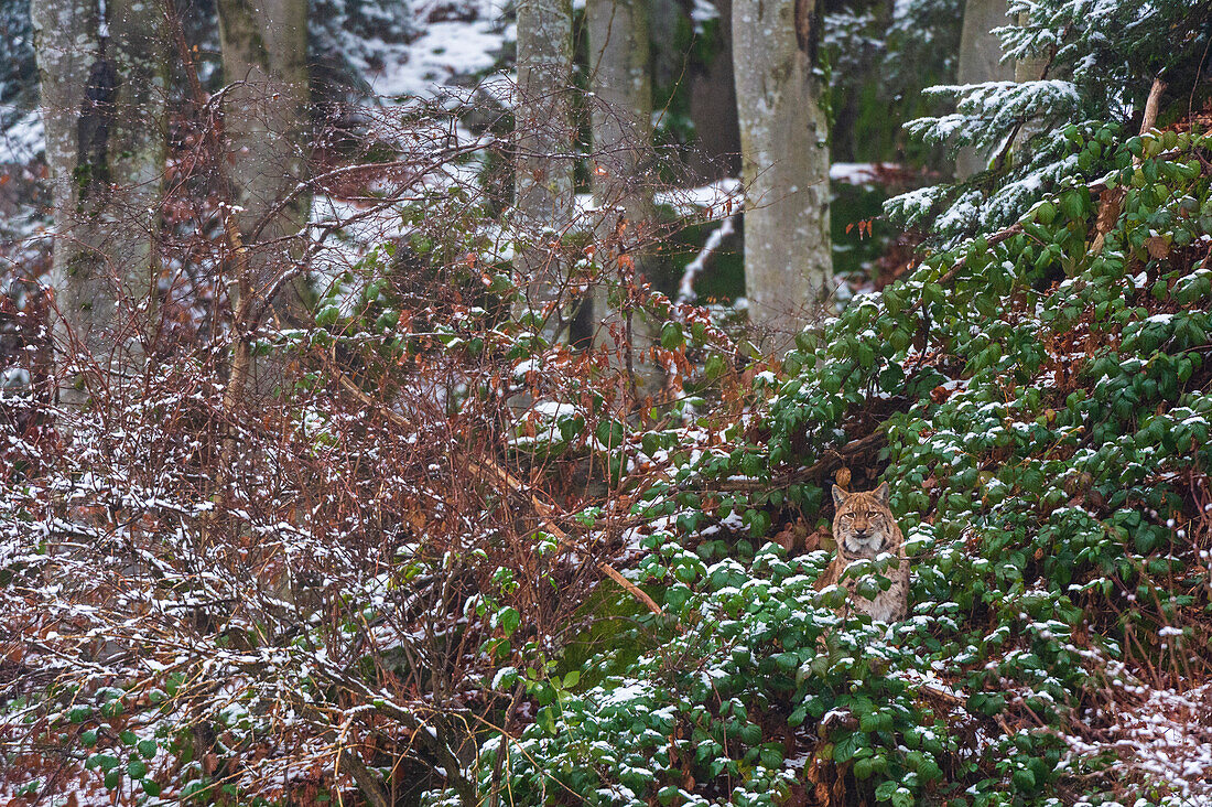 A European lynx, Lynx lynx, hiding in a snow-dusted forest. Bayerischer Wald National Park, Bavaria, Germany.