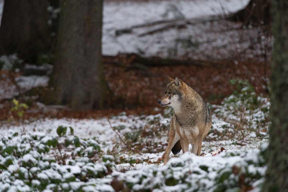 Ein grauer Wolf, Canis lupus, in einem verschneiten Wald. Nationalpark Bayerischer Wald, Bayern, Deutschland.