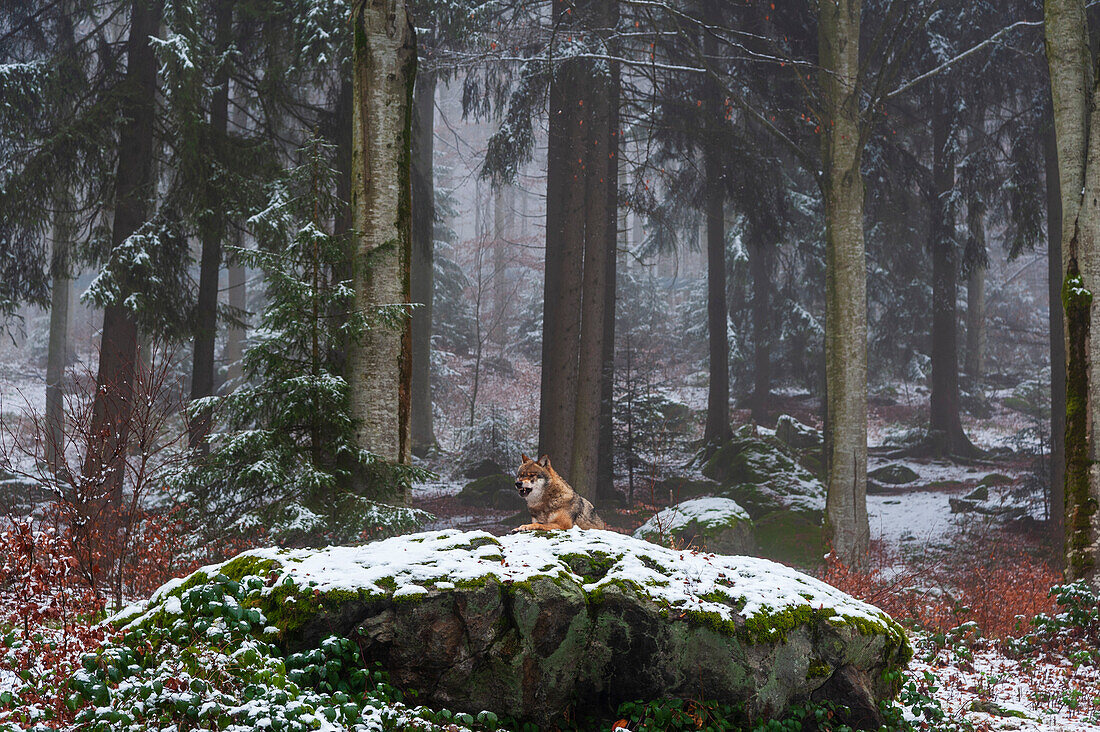Ein grauer Wolf, Canis lupus, ruht auf einem schneebedeckten, moosbewachsenen Felsblock in einem nebligen Wald. Nationalpark Bayerischer Wald, Bayern, Deutschland.
