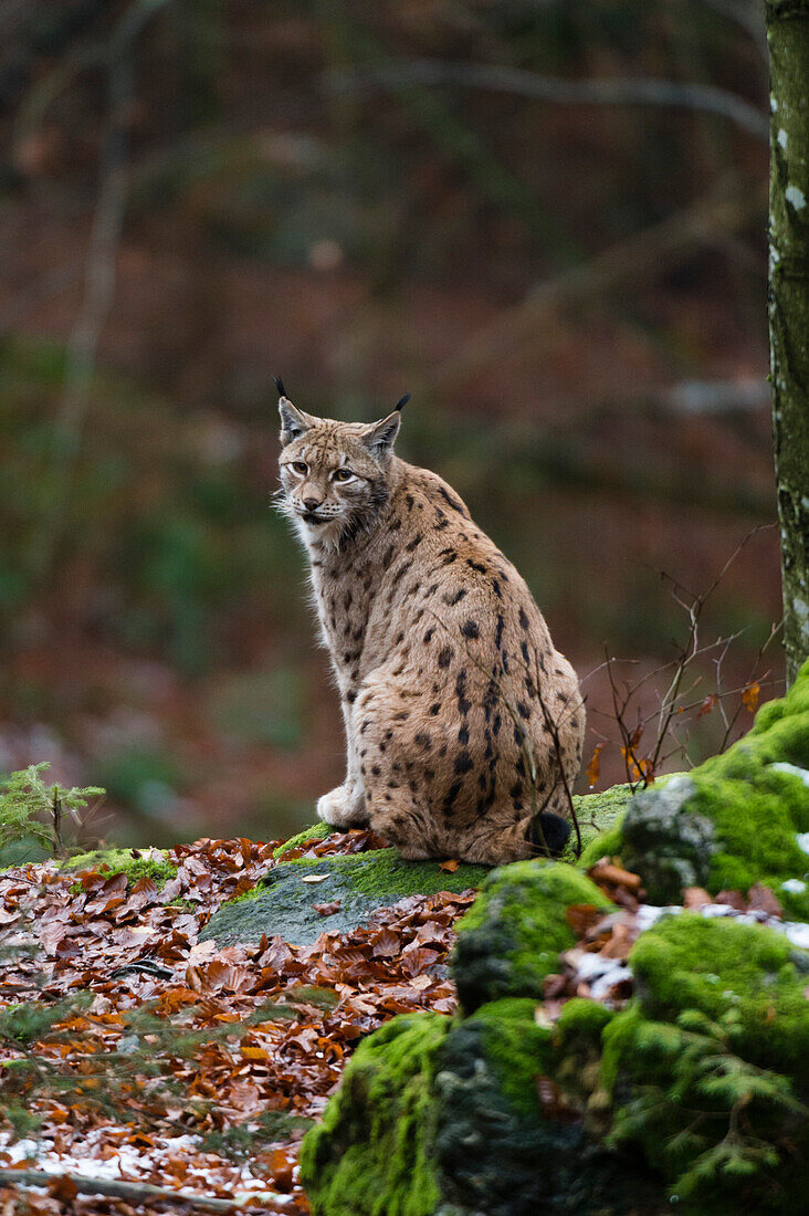 A European lynx, Lynx lynx, sitting on a mossy rock and looking at the camera. Bayerischer Wald National Park, Bavaria, Germany.