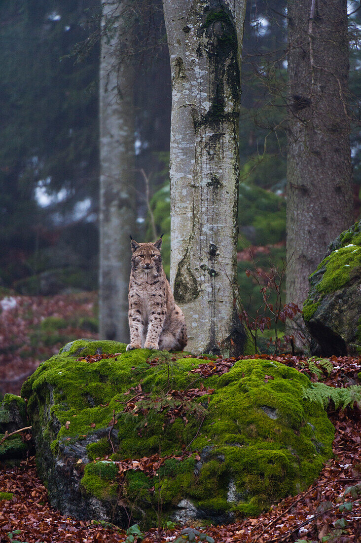 Ein Europäischer Luchs, Lynx lynx, sitzt auf einem moosbewachsenen Felsen in einem malerischen Wald. Nationalpark Bayerischer Wald, Bayern, Deutschland.