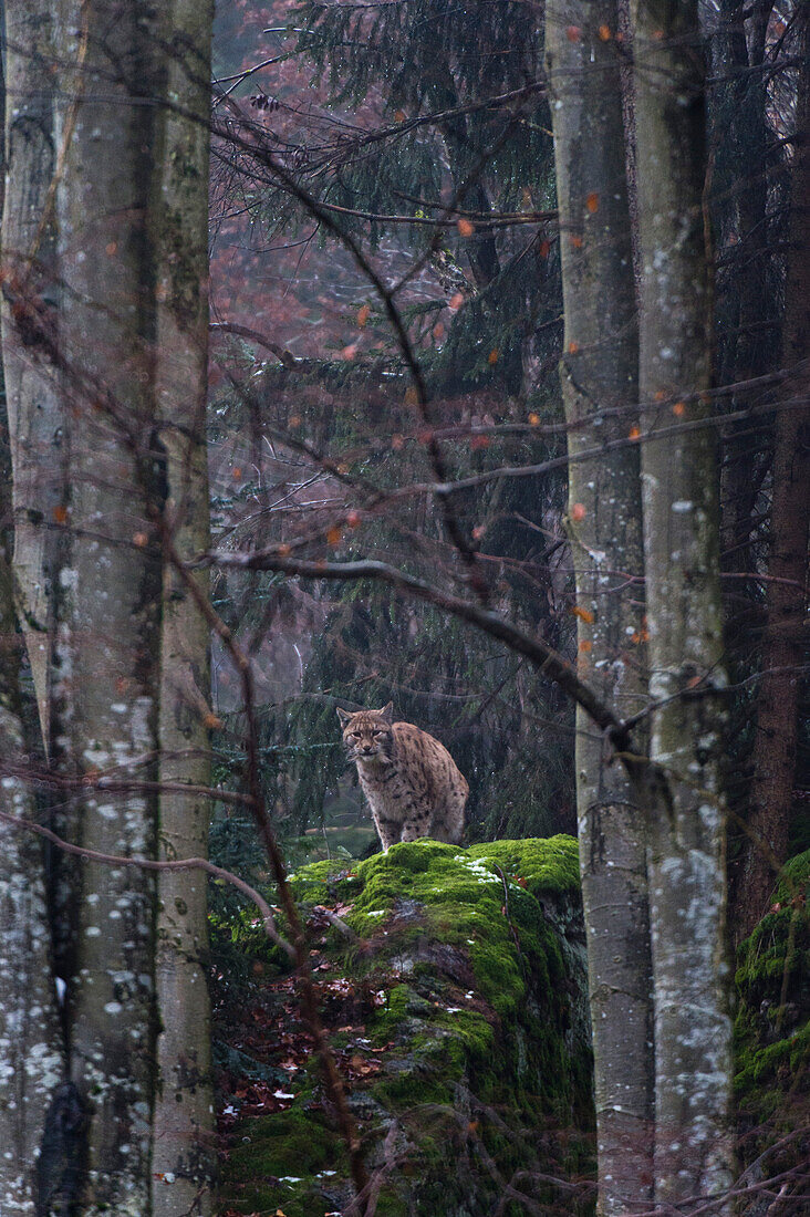 Ein wachsamer Europäischer Luchs, Lynx lynx, auf einem moosbewachsenen Felsen in einem nebligen Wald. Nationalpark Bayerischer Wald, Bayern, Deutschland.