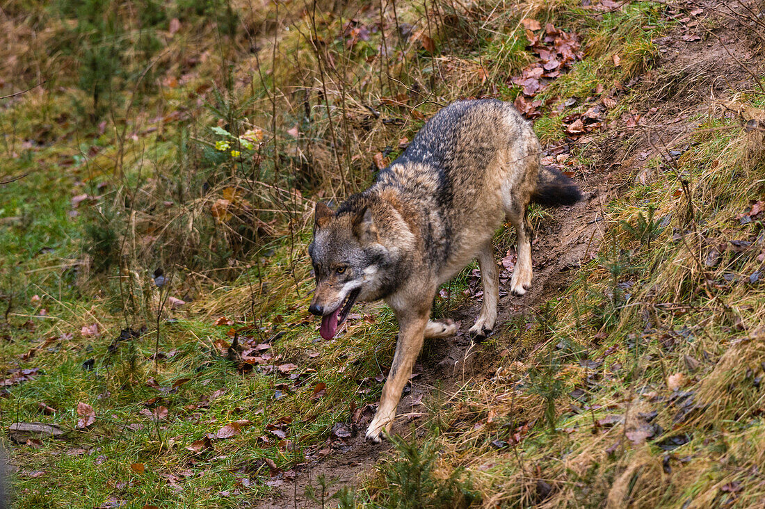 Ein grauer Wolf, Canis lupus, hechelt einen Hügel hinunter. Nationalpark Bayerischer Wald, Bayern, Deutschland.