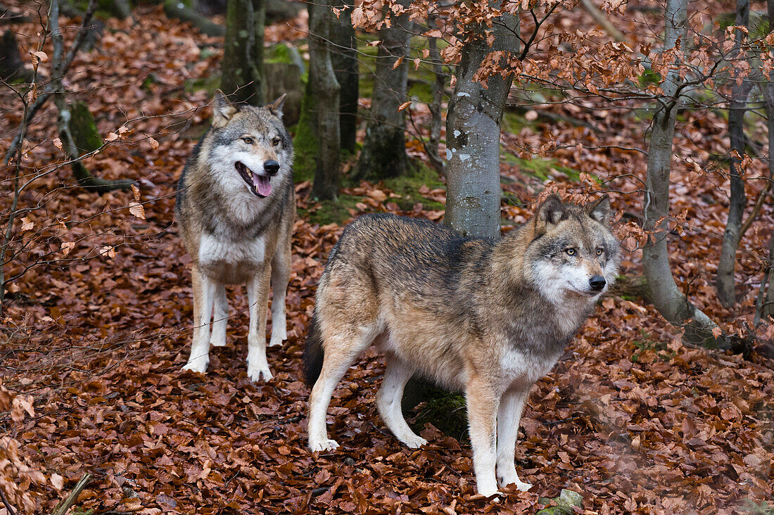 Porträt von zwei grauen Wölfen, Canis lupus, im gefallenen Laub in einem Wald. Nationalpark Bayerischer Wald, Bayern, Deutschland.