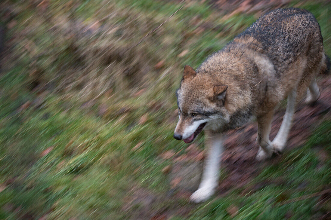 Ein grauer Wolf, Canis lupus, beim Laufen. Nationalpark Bayerischer Wald, Bayern, Deutschland.