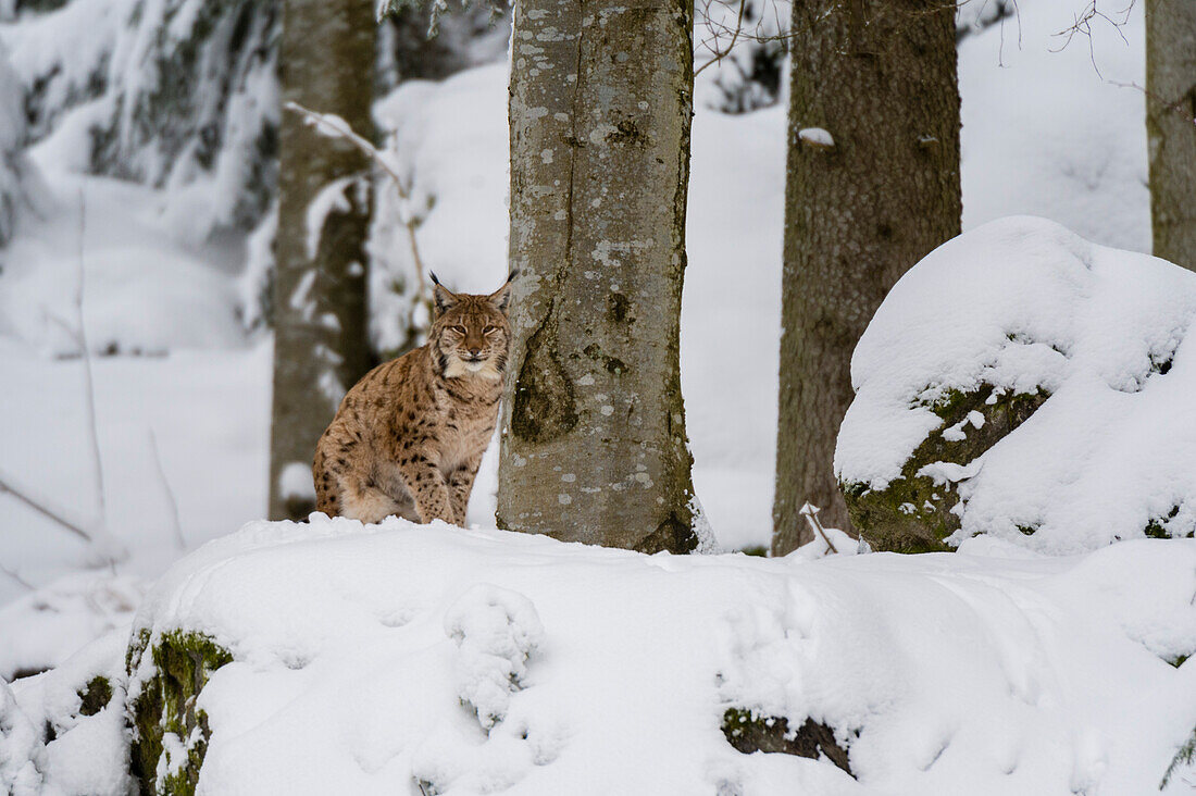 Ein Europäischer Luchs, Lynx linx, steht auf einem Felsen im Nationalpark Bayerischer Wald. Deutschland.