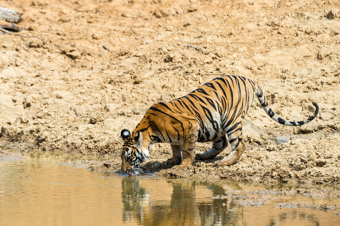 Bengalischer Tiger, Panthera tigris tigris, trinkt Wasser aus einer Wasserstelle im indischen Bandhavgarh-Nationalpark. Madhya Pradesh, Indien.