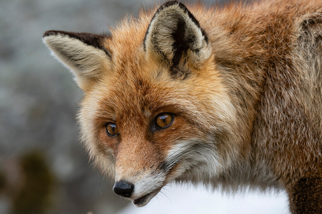 Close up portrait of a red fox, Vulpes vulpes. Aosta, Val Savarenche, Gran Paradiso National Park, Italy.