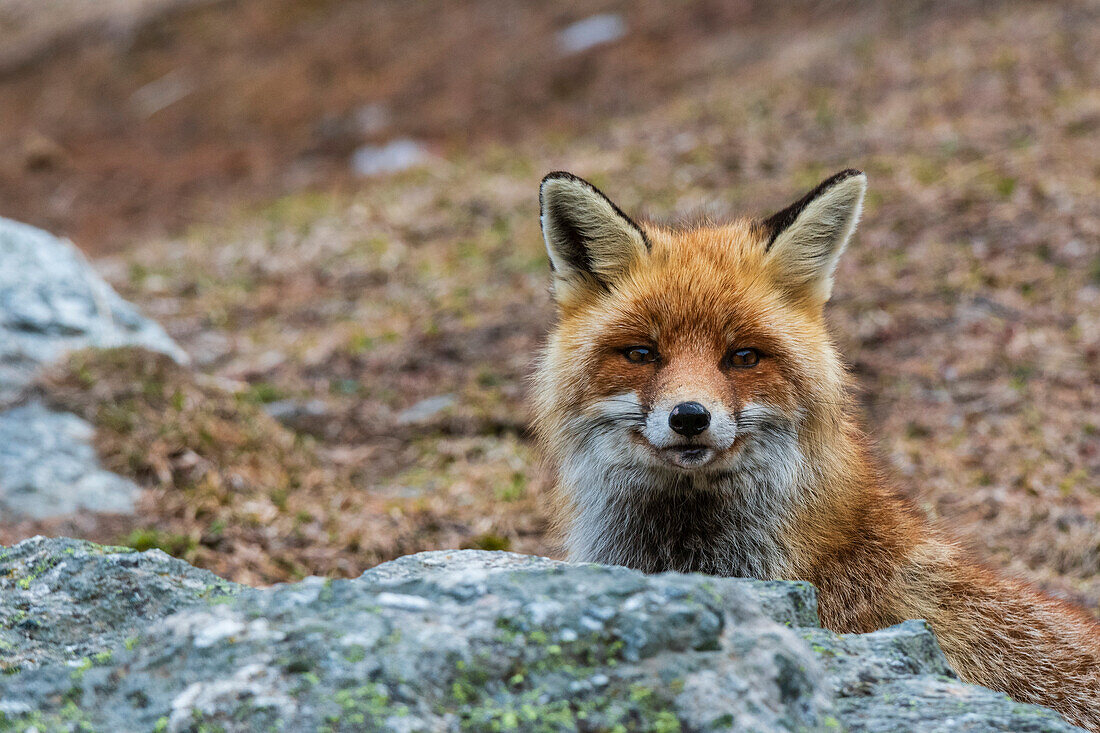 Porträt eines Rotfuchses, Vulpes vulpes, der in die Kamera schaut. Aosta, Savarenche-Tal, Gran-Paradiso-Nationalpark, Italien.